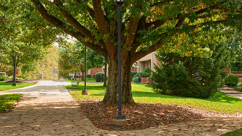 A walkway covered in leaves. There is a big tree to the right of the path. 
