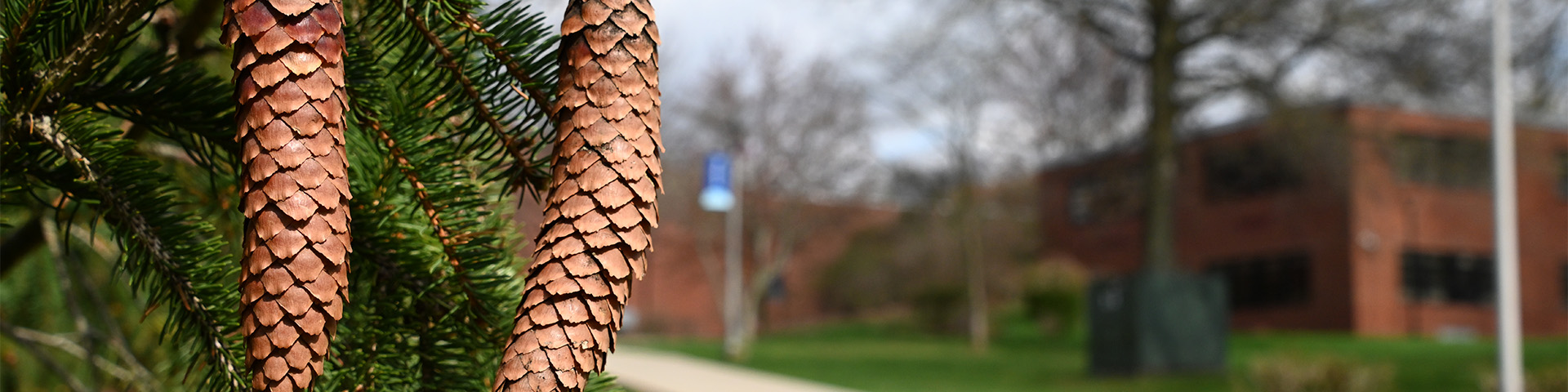 pinecones