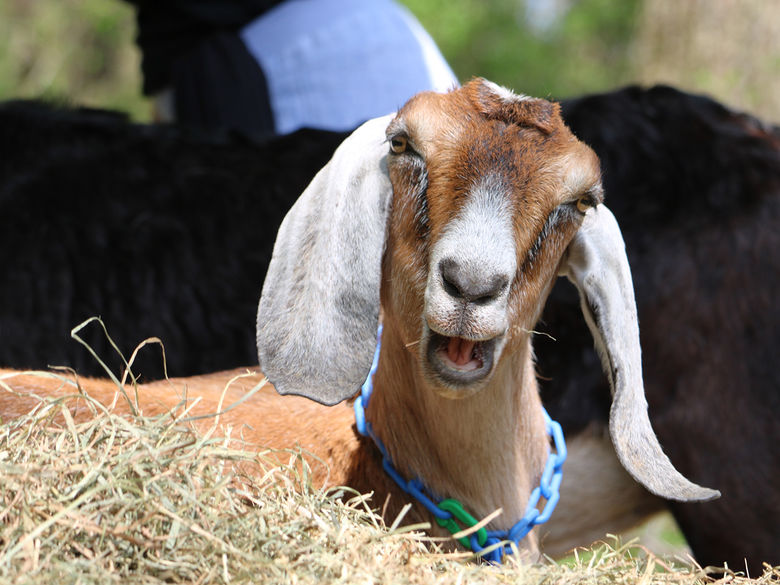 Goat smiling on Penn State Greater Allegheny's campus as part of Sustainability Efforts