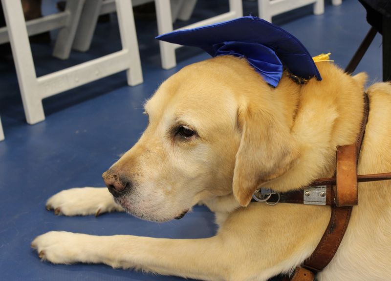 service dog wearing graduation cap