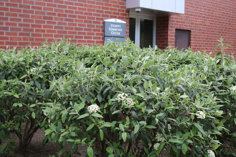 A photo of the Student Community Center behind a bush. 