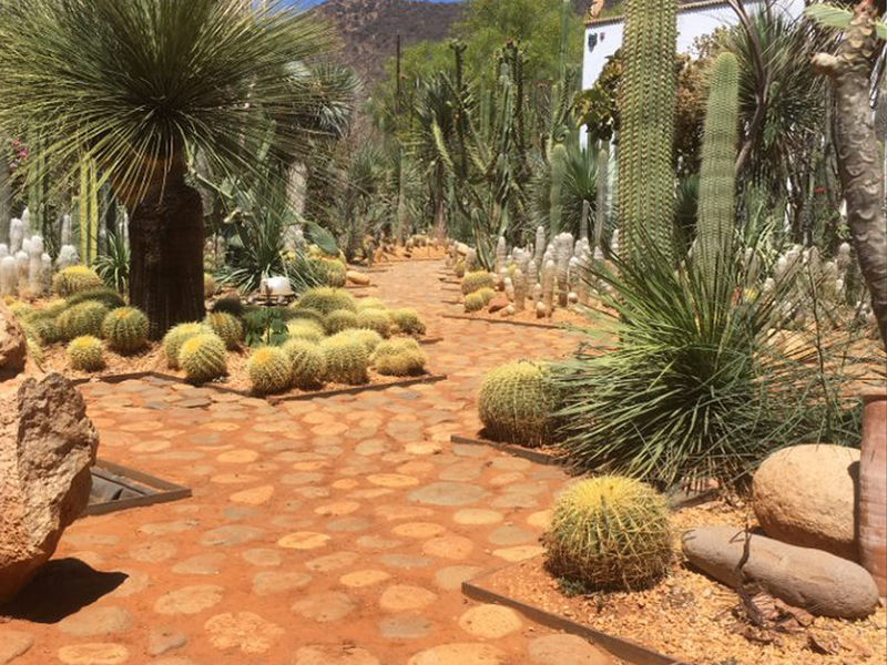 Cacti in an outdoor garden