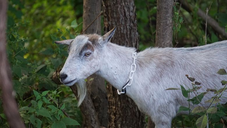 A white goat standing in the woods 