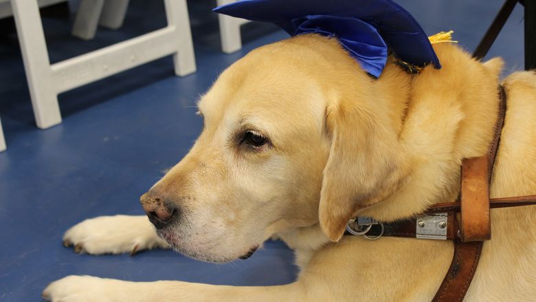 service dog wearing graduation cap