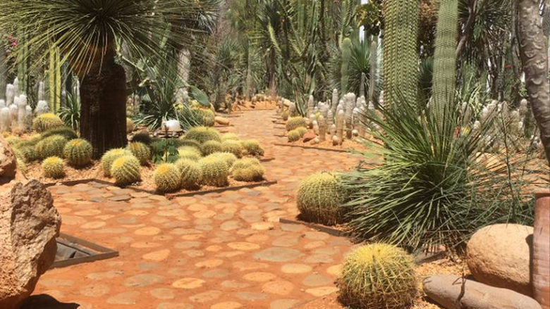 Cacti in an outdoor garden