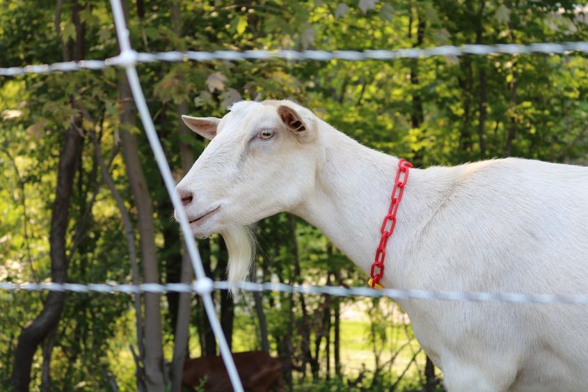 goat behind fence 