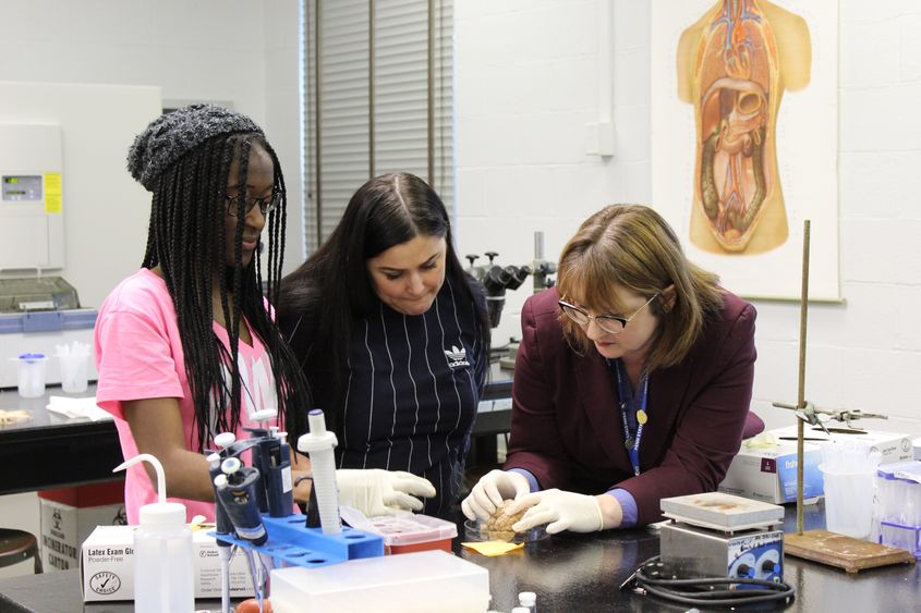 2 students standing next to teacher as they examine a sheep's brain.